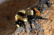 Bombus cullumanus (Pierre Rasmont)