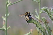 Bombus fragrans (foto: Goran Holmstrom)