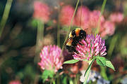 Bombus hyperboreus (Goran Holmstrom)