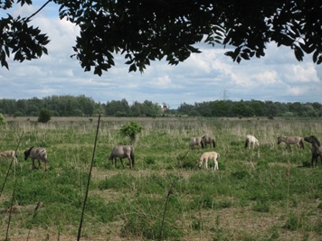 Oostvaardersplassen